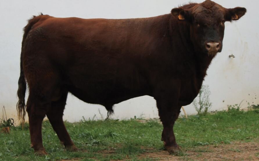 Raça Aberdeen-Angus